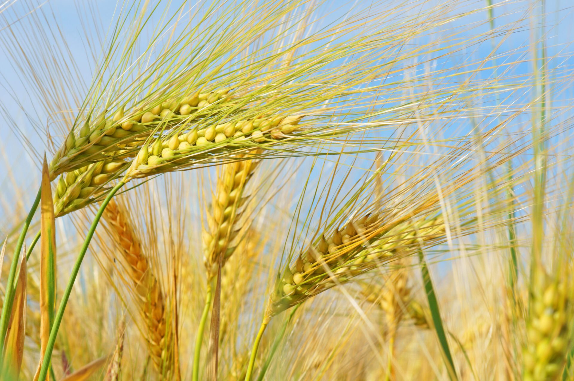 Barley Straw Field Barley Straw Fiel
